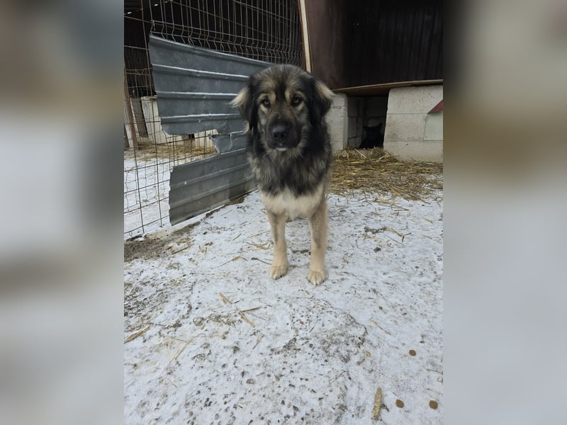 Sweety -  für erfahrene Hundeliebhaber