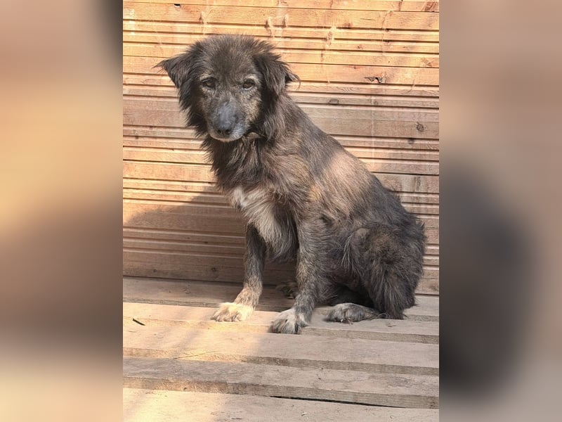 Charlotte - reizende Hundeomi