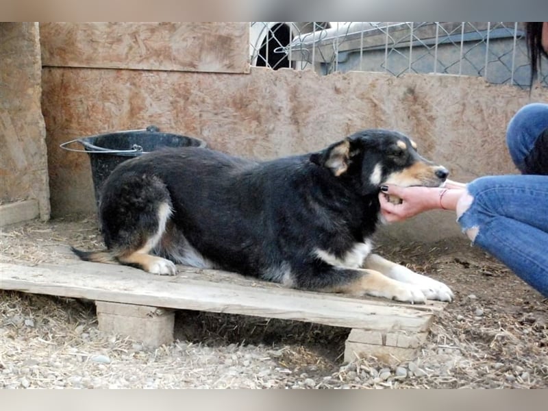Benni - sensibler Hundejunge sucht ein Körbchen