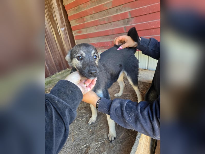 Luna  - im Wald ausgesetzt
