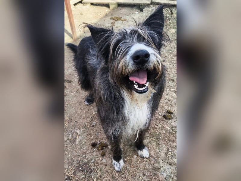 Fluffy gibt sich auf