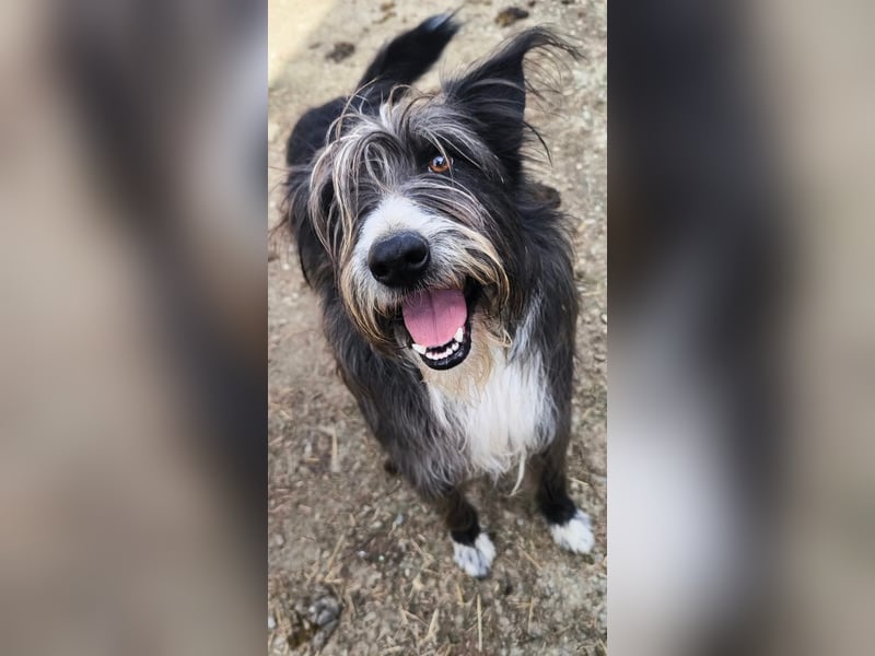 Fluffy gibt sich auf