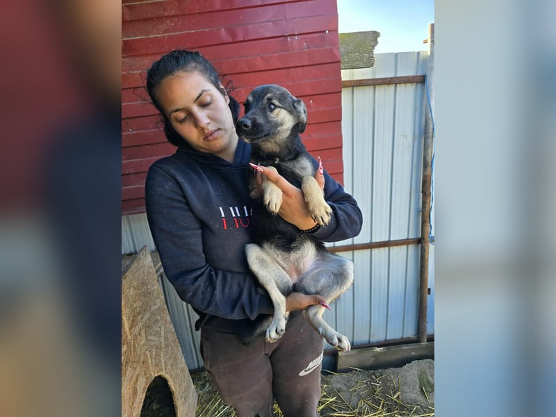 Luna  - im Wald ausgesetzt