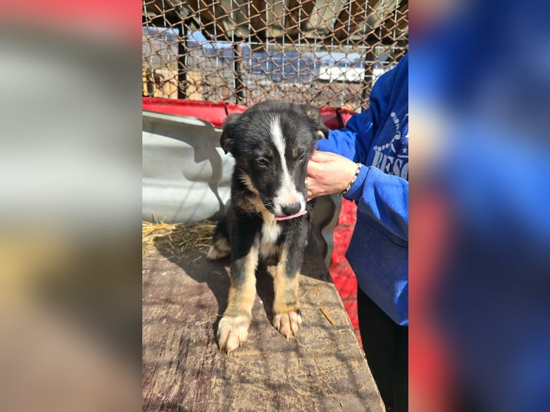 Frenchie - wäre fast erfroren