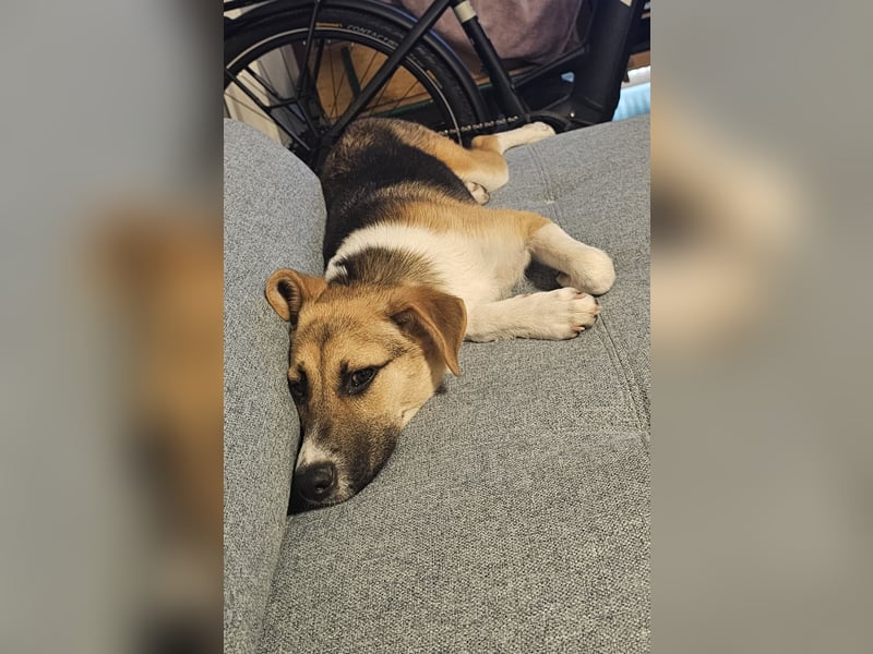 Bonnie - kinderlieber Familienhund