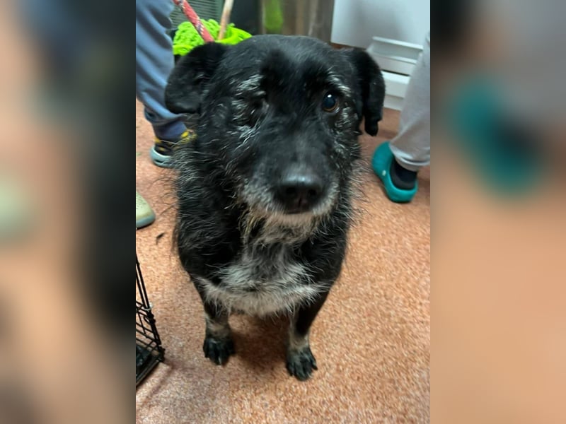 Drako - er hatte einen Schutzengel