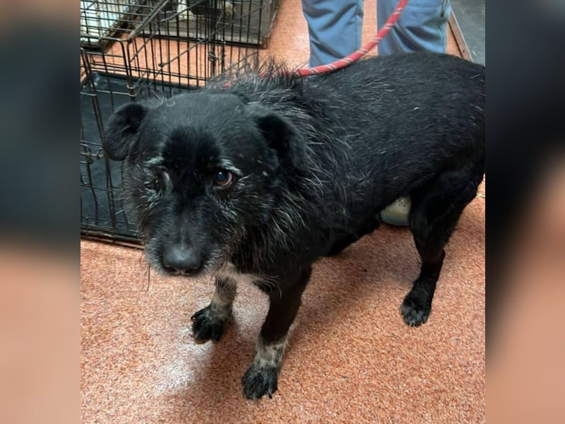 Drako - er hatte einen Schutzengel