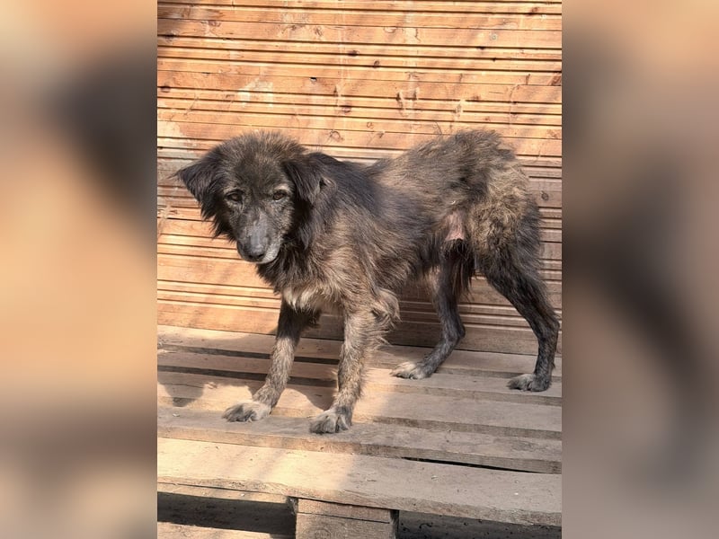 Charlotte - reizende Hundeomi