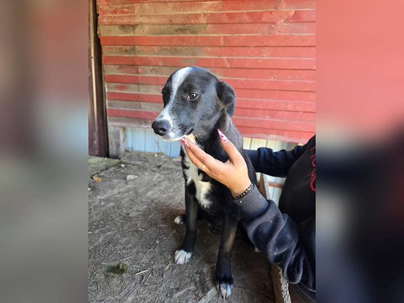 Maylo - wurde ausgesetzt