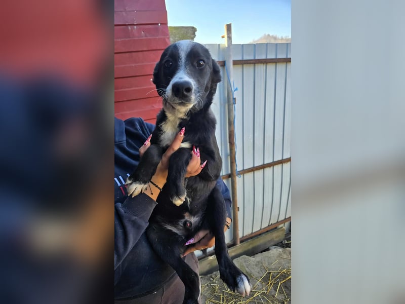 Maylo - wurde ausgesetzt