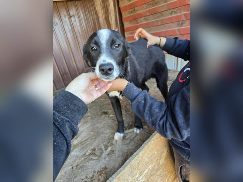 Maylo - wurde ausgesetzt