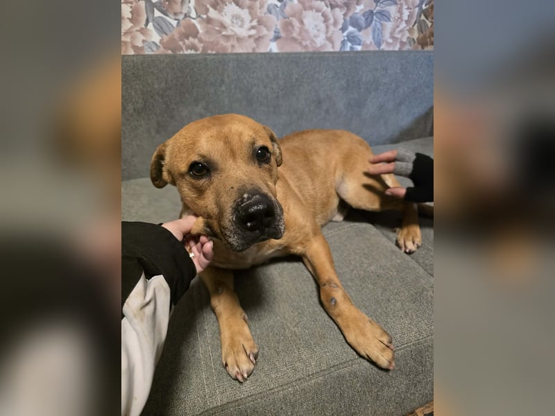 Thor - vom Kinderspielzeug zum Kettenhund