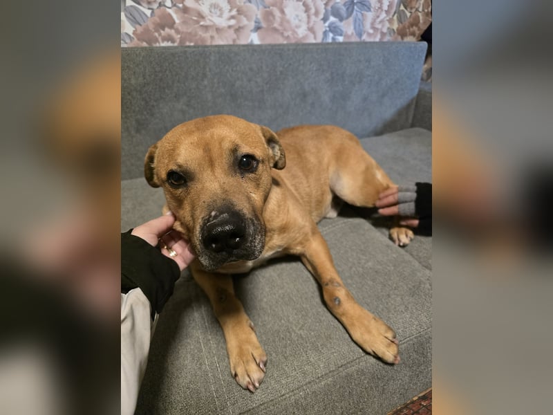 Thor - vom Kinderspielzeug zum Kettenhund