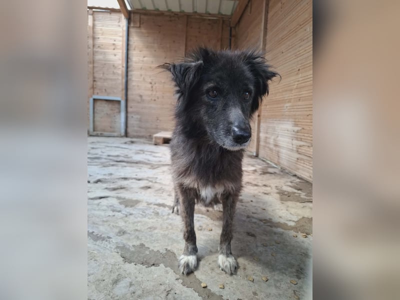 Charlotte - reizende Hundeomi