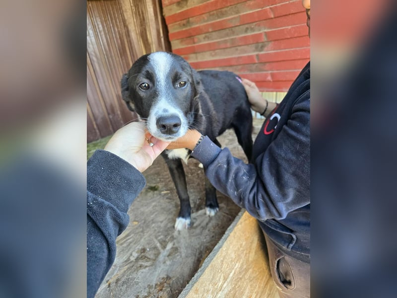 Maylo - wurde ausgesetzt