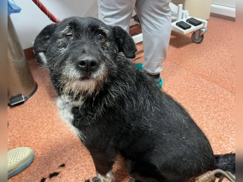 Drako - er hatte einen Schutzengel