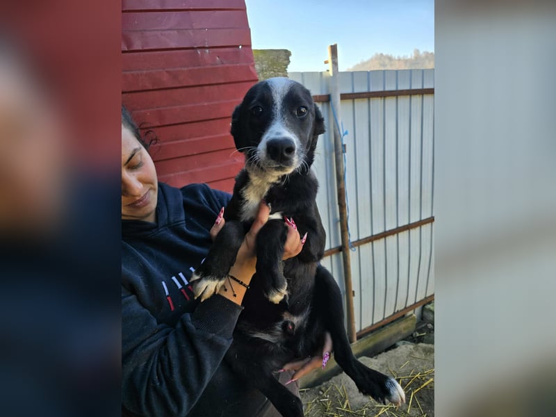 Maylo - wurde ausgesetzt