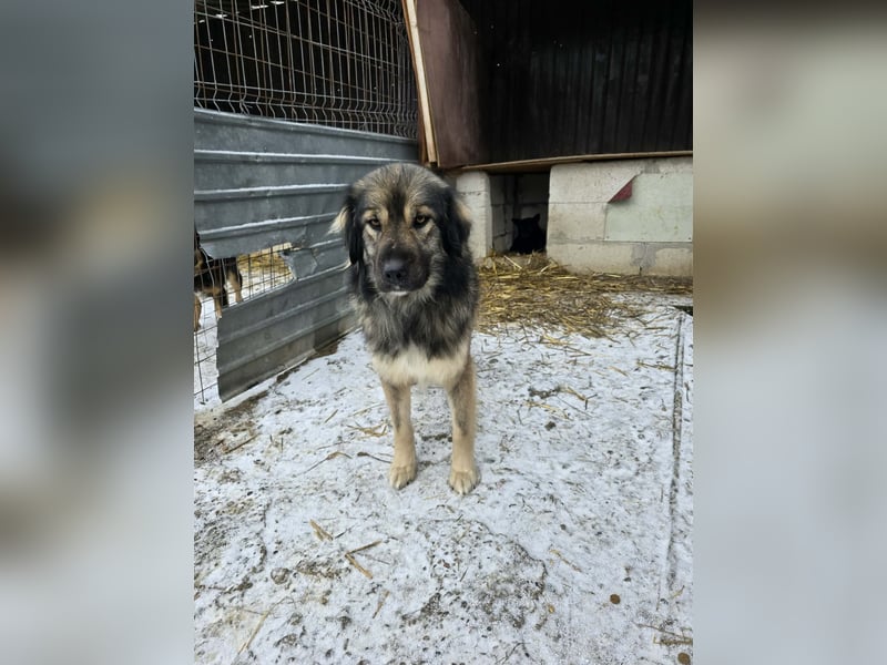 Sweety -  für erfahrene Hundeliebhaber