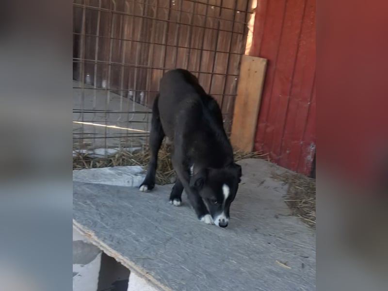 Maylo - sooo hübsch❤️