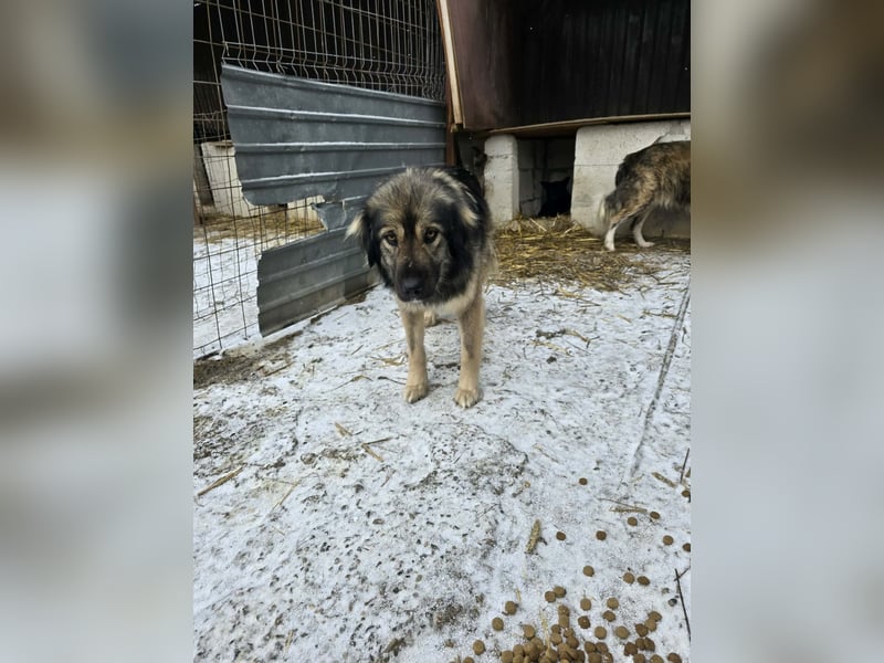 Sweety -  für erfahrene Hundeliebhaber