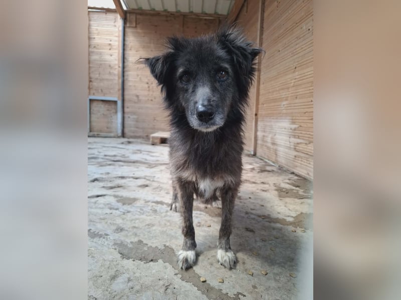 Charlotte - reizende Hundeomi