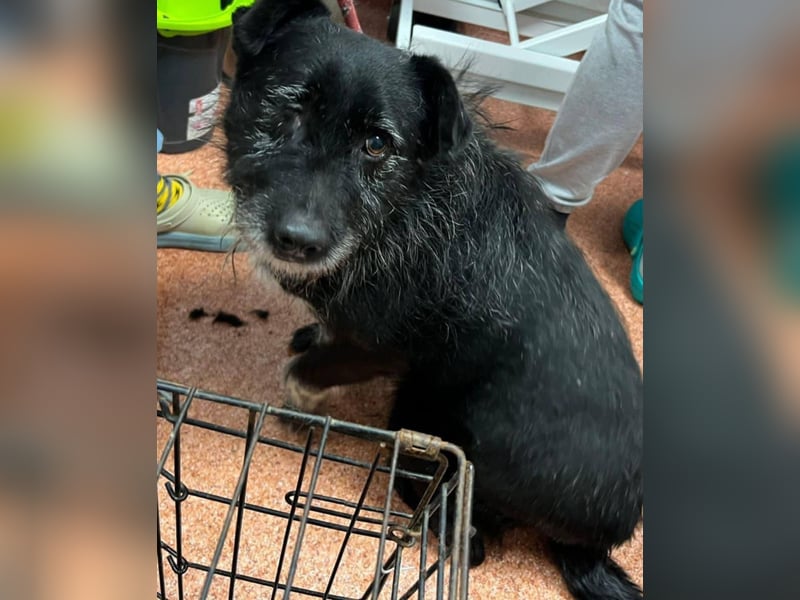 Drako - er hatte einen Schutzengel