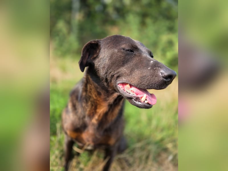 Stella - liebt Menschen