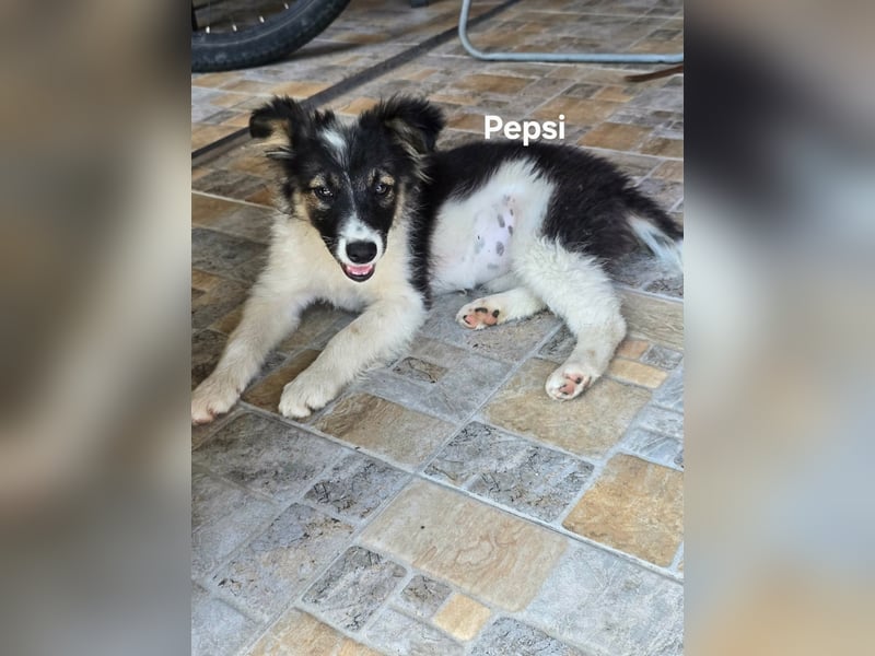 Pepsi - sooo niedlich