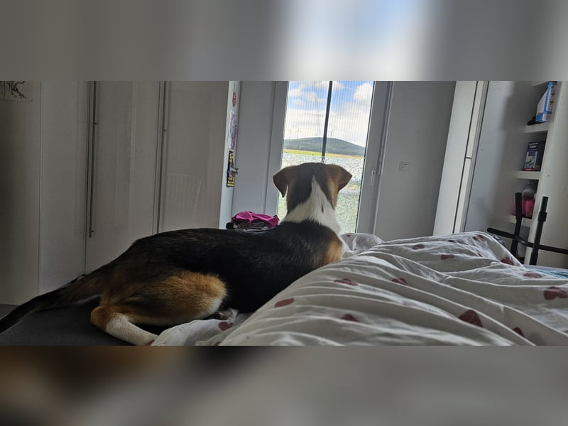 Bonnie - kinderlieber Familienhund