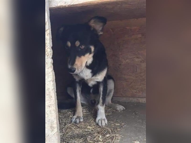 Benni - sensibler Hundejunge sucht ein Körbchen
