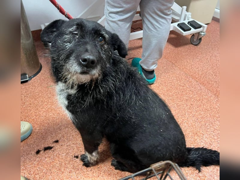 Drako - er hatte einen Schutzengel