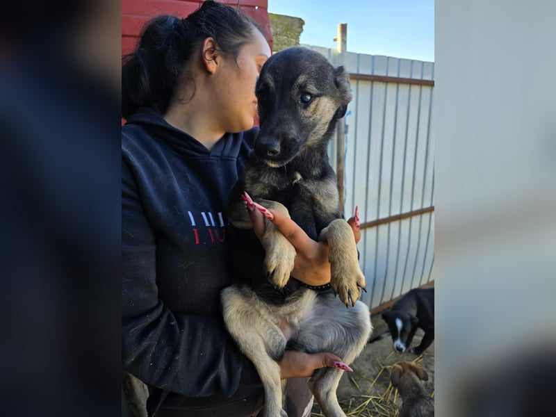 Luna  - im Wald ausgesetzt