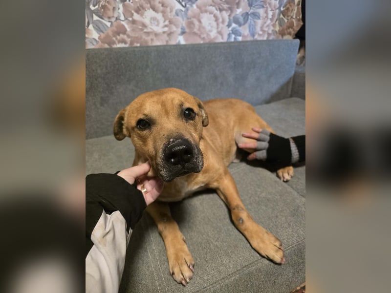 Thor - vom Kinderspielzeug zum Kettenhund