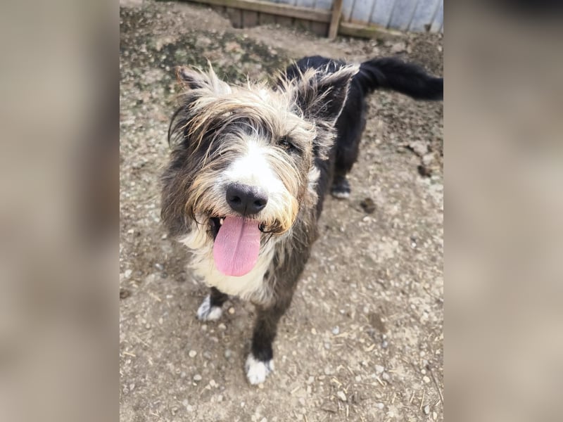 Fluffy gibt sich auf