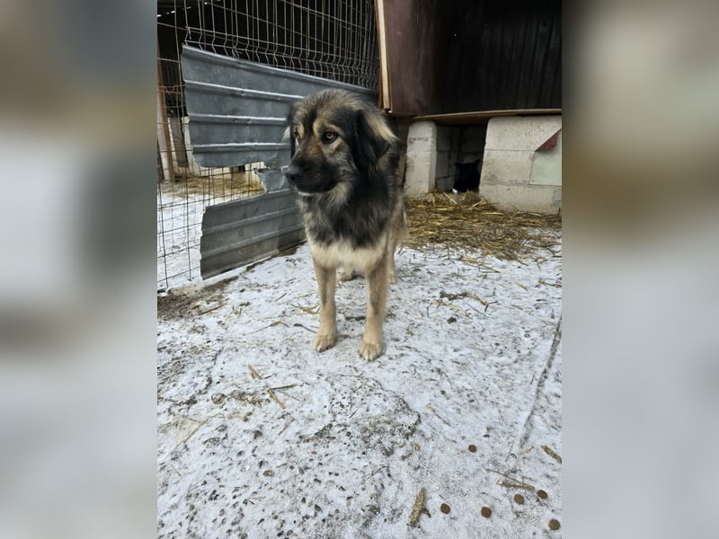 Sweety -  für erfahrene Hundeliebhaber