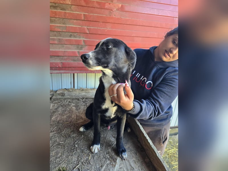 Maylo - wurde ausgesetzt