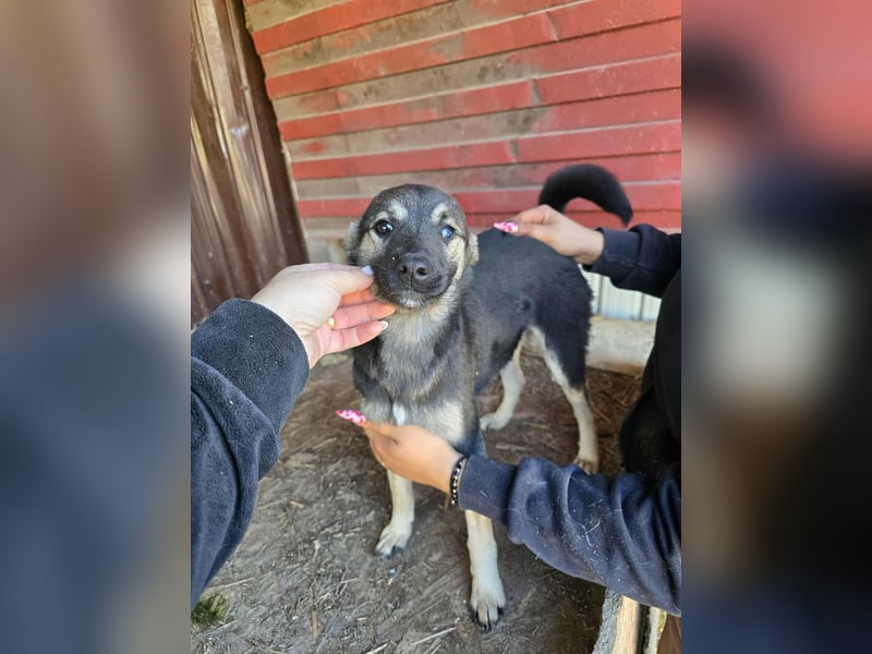 Luna  - im Wald ausgesetzt