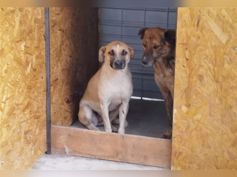 Anouk - fehlt noch ein bisschen Mut