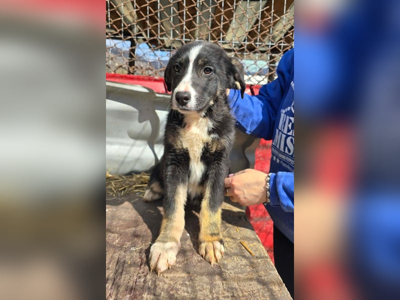 Frenchie - wäre fast erfroren