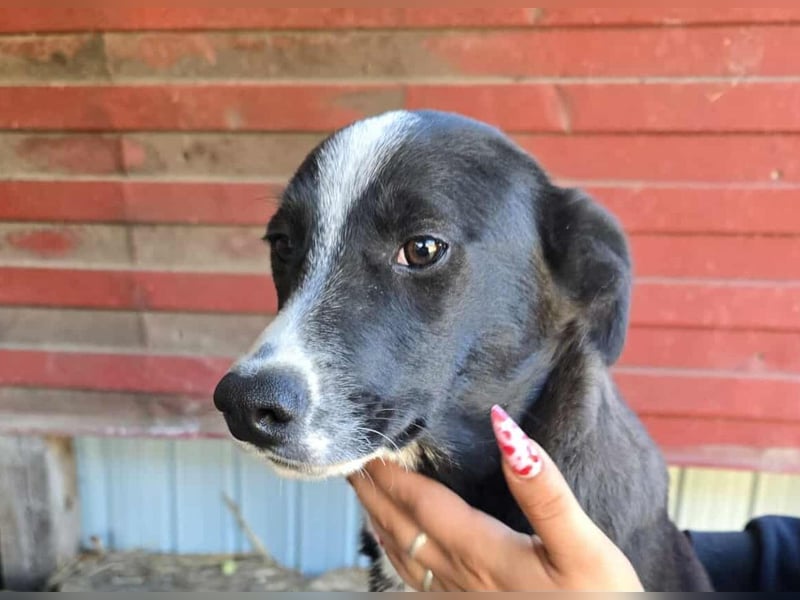 Maylo - wurde ausgesetzt