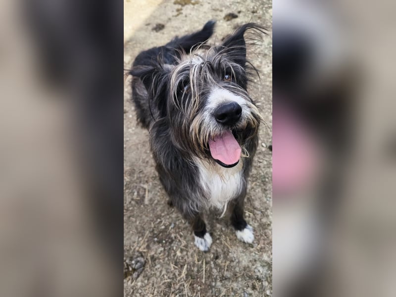 Fluffy gibt sich auf