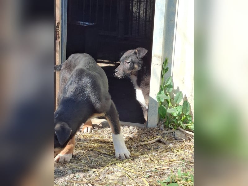 Tom und Jerry - Zuhause gesucht