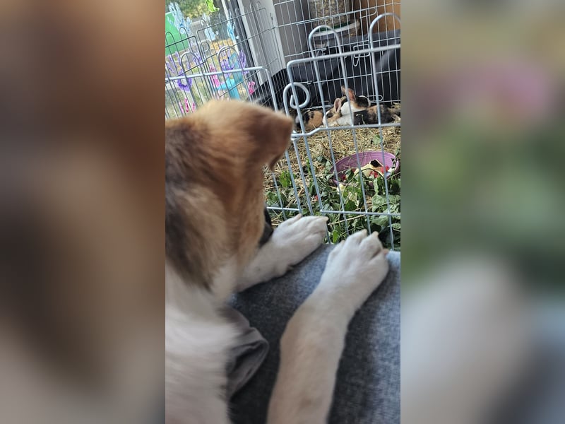 Bonnie - kinderlieber Familienhund