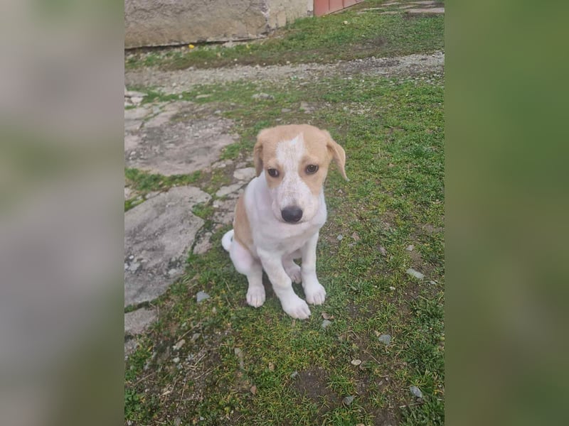 Luna - in Deutschland