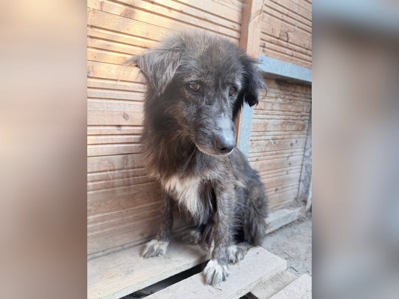 Charlotte - reizende Hundeomi