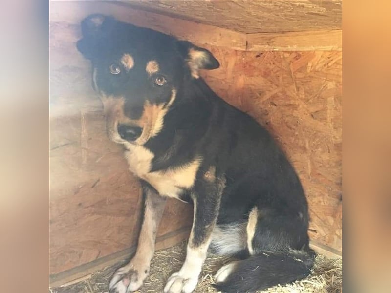 Benni - sensibler Hundejunge sucht ein Körbchen