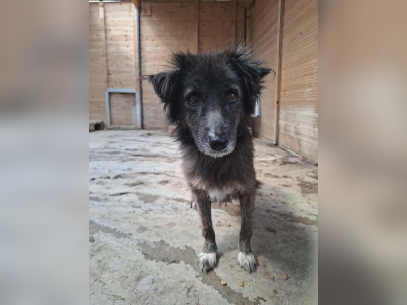 Charlotte - reizende Hundeomi