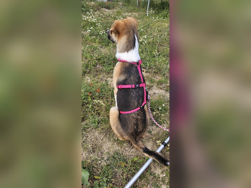 Bonnie - kinderlieber Familienhund