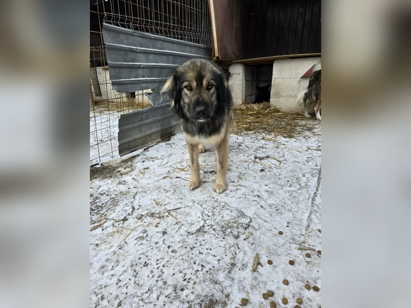 Sweety -  für erfahrene Hundeliebhaber