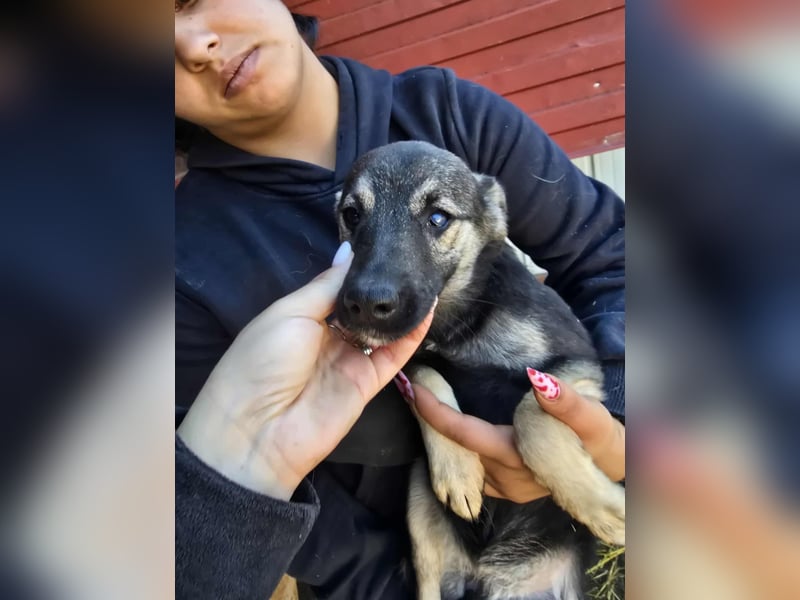 Luna  - im Wald ausgesetzt